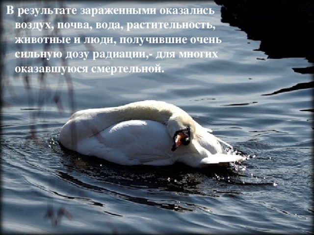  В результате зараженными оказались воздух, почва, вода, растительность, животные и люди, получившие очень сильную дозу радиации,- для многих оказавшуюся смертельной.  