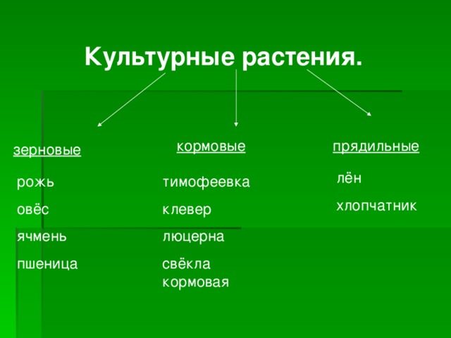 Культурные растения. кормовые прядильные зерновые лён хлопчатник рожь овёс ячмень пшеница тимофеевка клевер люцерна свёкла кормовая