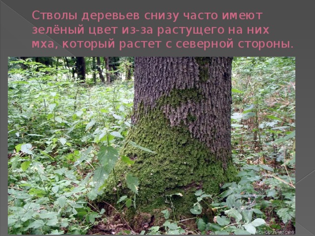 Стволы деревьев снизу часто имеют зелёный цвет из-за растущего на них мха, который растет с северной стороны. 