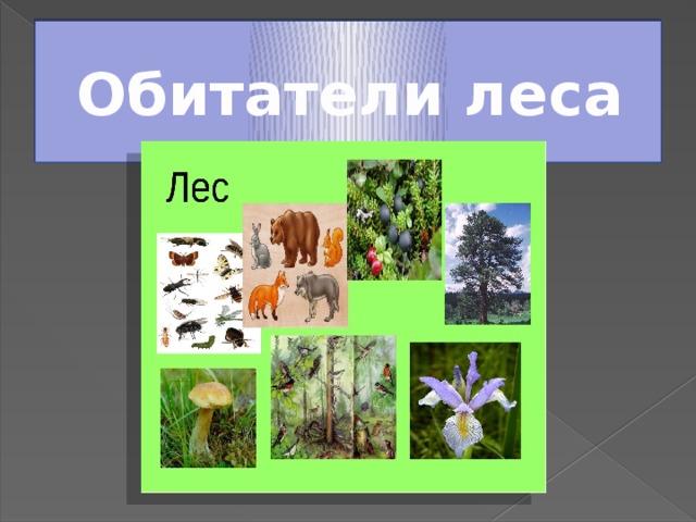 Обитатели леса  