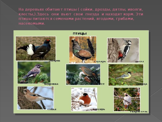 На деревьях обитают птицы ( сойки, дрозды, дятлы, иволги, клесты,).Здесь они вьют свои гнезда и находят корм. Эти птицы питаются семенами растений, ягодами, грибами, насекомыми. 