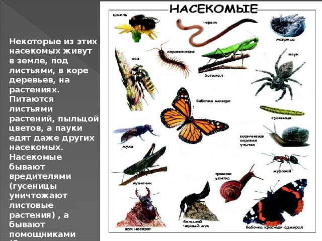 Некоторые из этих насекомых живут в земле, под листьями, в коре деревьев, на растениях. Питаются листьями растений, пыльцой цветов, а пауки едят даже других насекомых. Насекомые бывают вредителями (гусеницы уничтожают листовые растения) , а бывают помощниками (божьи коровки питаются тлей, которая вредит растениям.   Некоторые из этих насекомых живут в земле, под листьями, в коре деревьев, на растениях. Питаются листьями растений, пыльцой цветов, а пауки едят даже других насекомых. Насекомые бывают вредителями (гусеницы уничтожают листовые растения) , а бывают помощниками (божьи коровки питаются тлей, которая вредит растениям.  