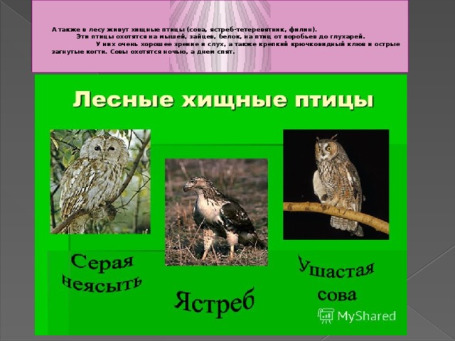    А также в лесу живут хищные птицы (сова, ястреб-тетеревятник, филин).  Эти птицы охотятся на мышей, зайцев, белок, на птиц от воробьев до глухарей.  У них очень хорошее зрение и слух, а также крепкий крючковидный клюв и острые загнутые когти. Совы охотятся ночью, а днем спят.      