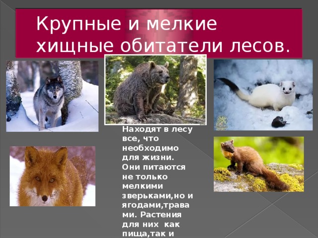 Находят в лесу все, что необходимо для жизни. Они питаются не только мелкими зверьками,но и ягодами,травами. Растения для них как пища,так и лекарство. Крупные и мелкие хищные обитатели лесов.   