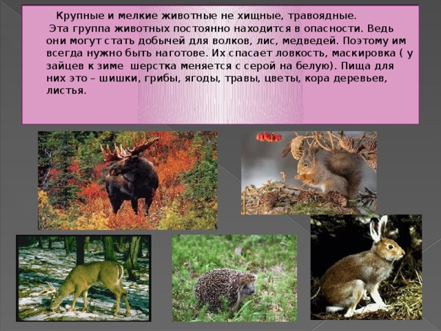  Крупные и мелкие животные не хищные, травоядные.  Эта группа животных постоянно находится в опасности. Ведь они могут стать добычей для волков, лис, медведей. Поэтому им всегда нужно быть наготове. Их спасает ловкость, маскировка ( у зайцев к зиме шерстка меняется с серой на белую). Пища для них это – шишки, грибы, ягоды, травы, цветы, кора деревьев, листья.    