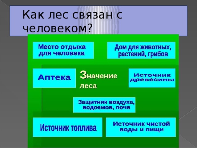 Как лес связан с человеком? 