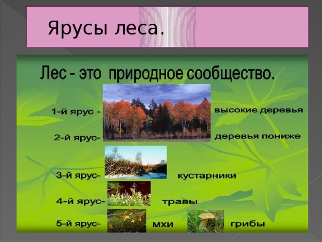 Ярусы леса.  