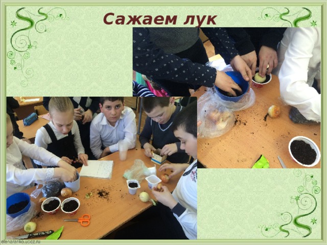 Сажаем лук 
