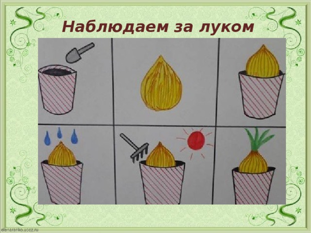 Наблюдаем за луком 