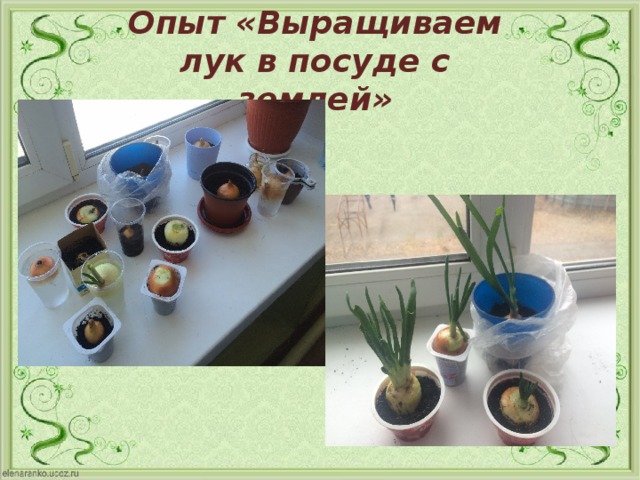 Опыт «Выращиваем лук в посуде с землей» 
