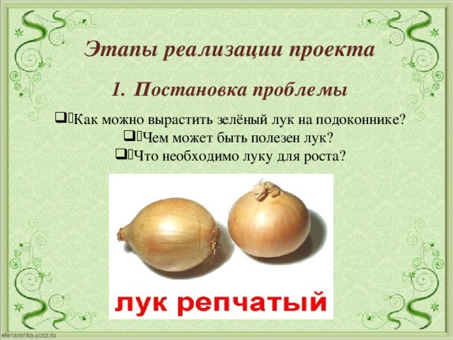 Этапы реализации проекта Постановка проблемы  Как можно вырастить зелёный лук на подоконнике? Чем может быть полезен лук? Что необходимо луку для роста? 