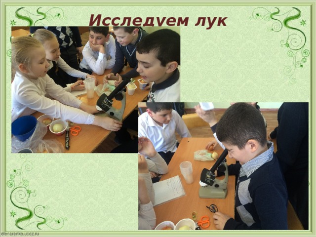Исследуем лук 