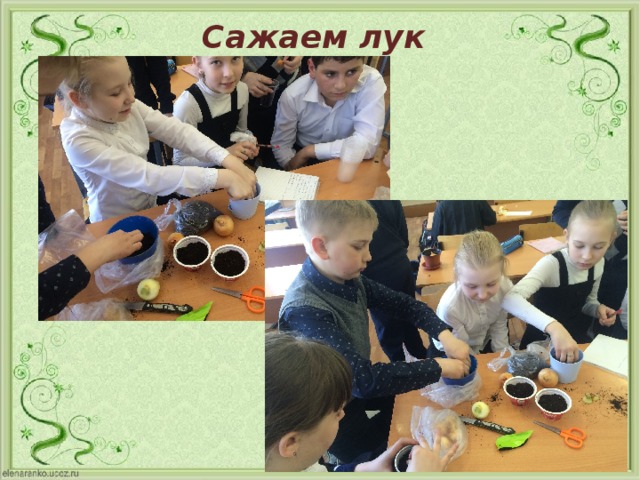 Сажаем лук 
