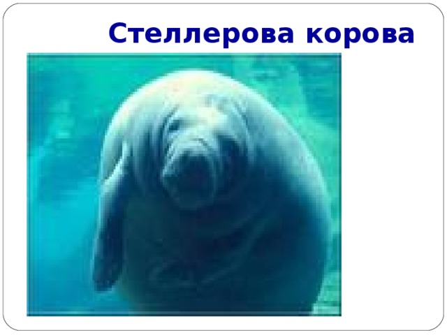 Стеллерова корова 