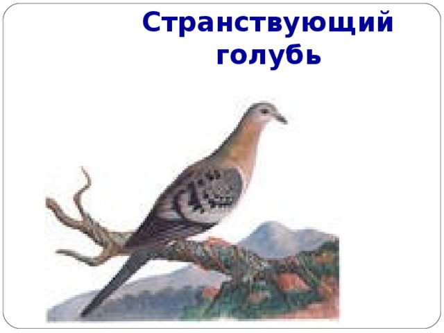 Странствующий голубь 