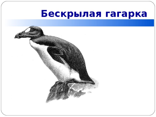 Бескрылая гагарка 