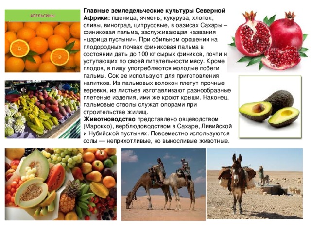 Главные земледельческие культуры Северной Африки: пшеница, ячмень, кукуруза, хлопок, оливы, виноград, цитрусовые, в оазисах Сахары — финиковая пальма, заслуживающая названия «царица пустыни». При обильном орошении на плодородных почвах финиковая пальма в состоянии дать до 100 кг сырых фиников, почти не уступающих по своей питательности мясу. Кроме плодов, в пищу употребляются молодые побеги пальмы. Сок ее используют для приготовления напитков. Из пальмовых волокон плетут прочные веревки, из листьев изготавливают разнообразные плетеные изделия, ими же кроют крыши. Наконец, пальмовые стволы служат опорами при строительстве жилищ. Животноводство представлено овцеводством (Марокко), верблюдоводством в Сахаре, Ливийской и Нубийской пустынях. Повсеместно используются ослы — неприхотливые, но выносливые животные.       