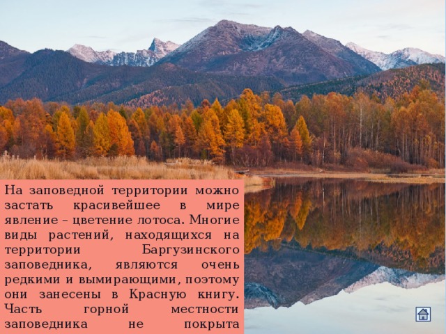 На заповедной территории можно застать красивейшее в мире явление – цветение лотоса. Многие виды растений, находящихся на территории Баргузинского заповедника, являются очень редкими и вымирающими, поэтому они занесены в Красную книгу. Часть горной местности заповедника не покрыта растительностью и имеет каменную поверхность. 