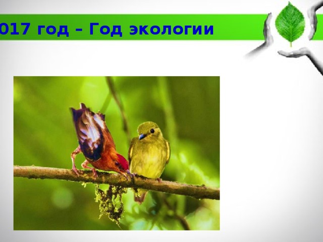2017 год – Год экологии 