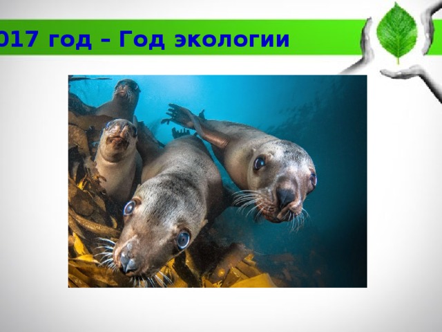 2017 год – Год экологии 