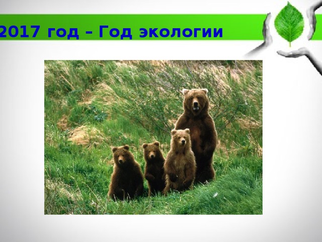 2017 год – Год экологии 