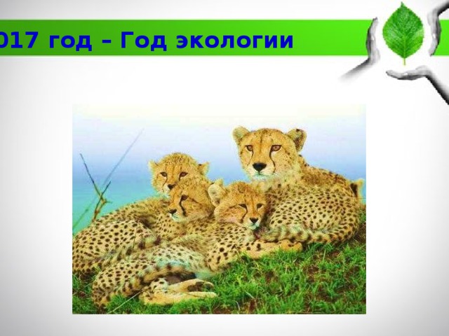 2017 год – Год экологии 