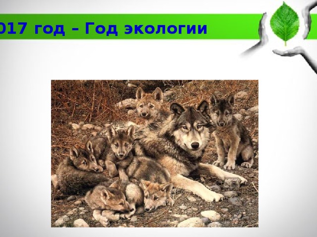 2017 год – Год экологии 