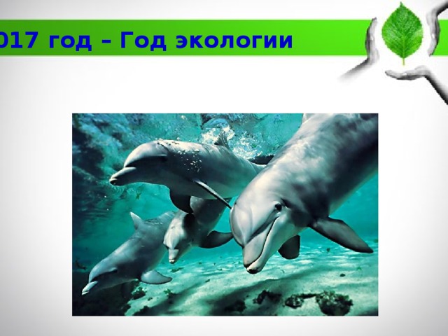 2017 год – Год экологии 