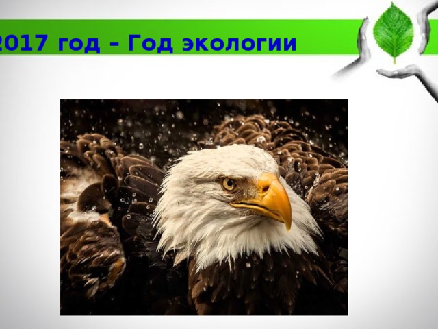 2017 год – Год экологии 