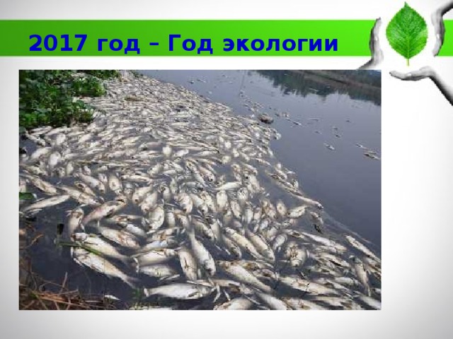2017 год – Год экологии 