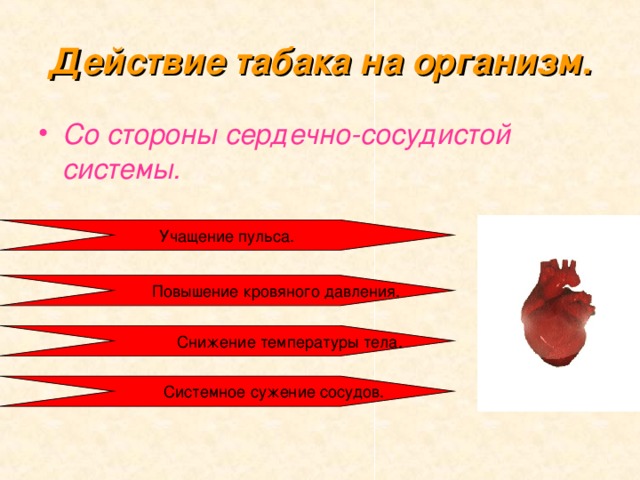 Действие табака на организм. Со стороны сердечно-сосудистой системы. 