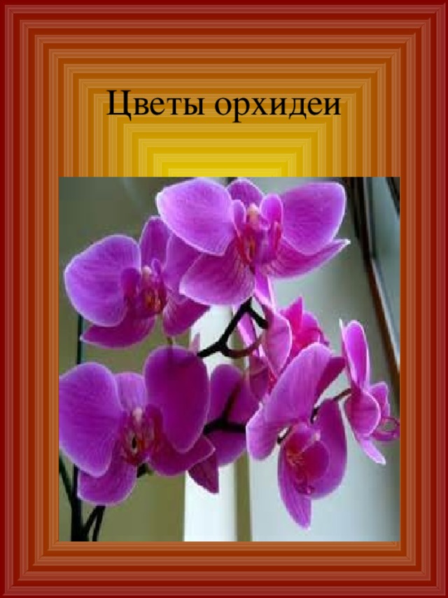 Цветы орхидеи 