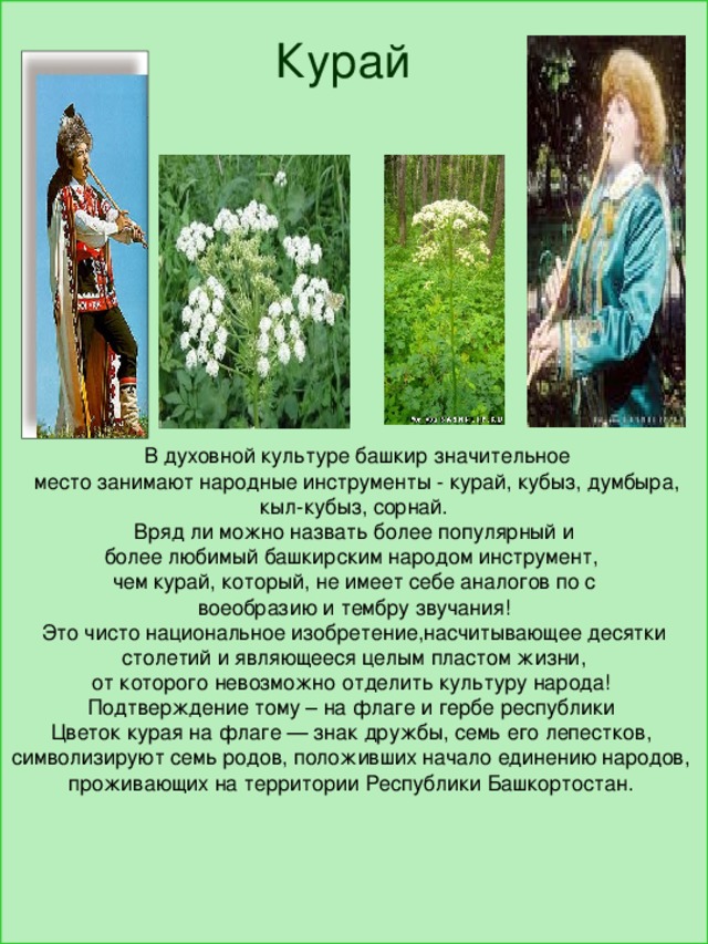  В духовной культуре башкир значительное  место занимают народные инструменты - курай, кубыз, думбыра,  кыл-кубыз, сорнай. Вряд ли можно назвать более популярный и более любимый башкирским народом инструмент, чем курай, который, не имеет себе аналогов по с воеобразию и тембру звучания! Это чисто национальное изобретение,насчитывающее десятки  столетий и являющееся целым пластом жизни, от которого невозможно отделить культуру народа! Подтверждение тому – на флаге и гербе республики Цветок курая на флаге — знак дружбы, семь его лепестков, символизируют семь родов, положивших начало единению народов, проживающих на территории Республики Башкортостан. Курай 