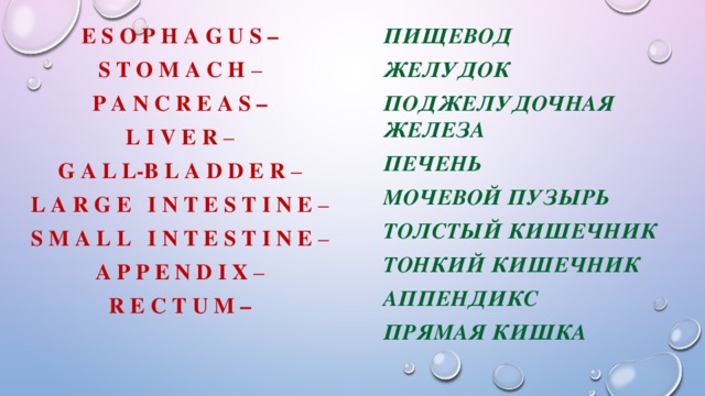 E s o p h a g u s – пищевод желудок S t o m a c h – поджелудочная железа P a n c r e a s – L I v e r – печень G a l l-b l a d d e r – мочевой пузырь L a r g e I n t e s t I n e – толстый кишечник S m a l l I n t e s t I n e – тонкий кишечник A p p e n d I x – аппендикс R e c t u m – прямая кишка   