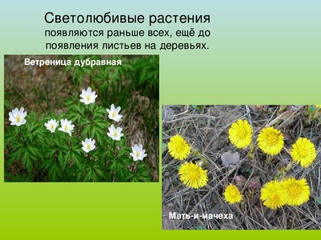 Светолюбивые растения появляются раньше всех, ещё до появления листьев на деревьях. Ветреница дубравная Мать-и-мачеха 