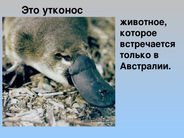 Это утконос  животное, которое встречается только в Австралии. 
