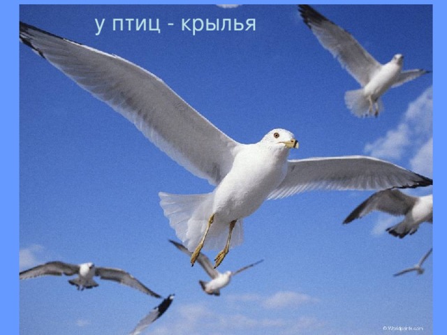 у птиц - крылья 