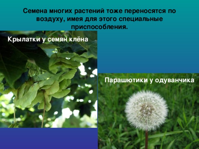 Семена многих растений тоже переносятся по воздуху, имея для этого специальные приспособления. Крылатки у семян клёна Парашютики у одуванчика 