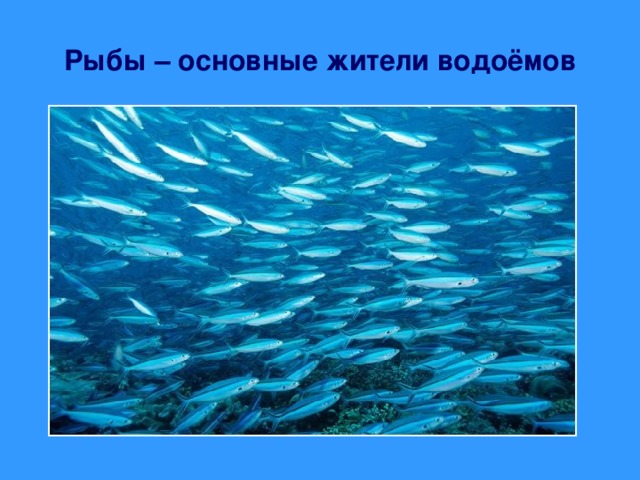 Рыбы – основные жители водоёмов 