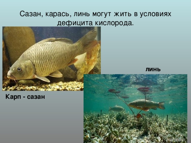 Сазан, карась, линь могут жить в условиях дефицита кислорода. линь Карп - сазан 