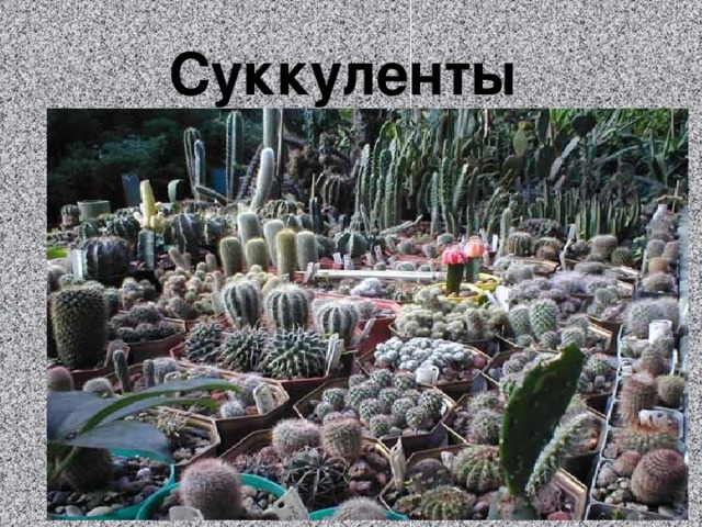 Суккуленты 