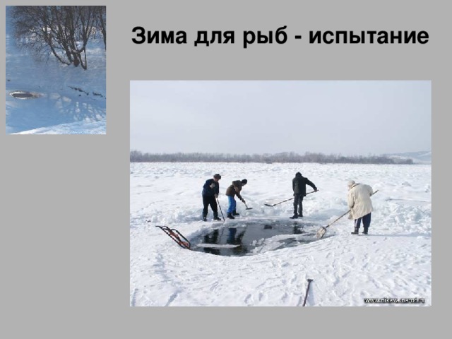 Зима для рыб - испытание 