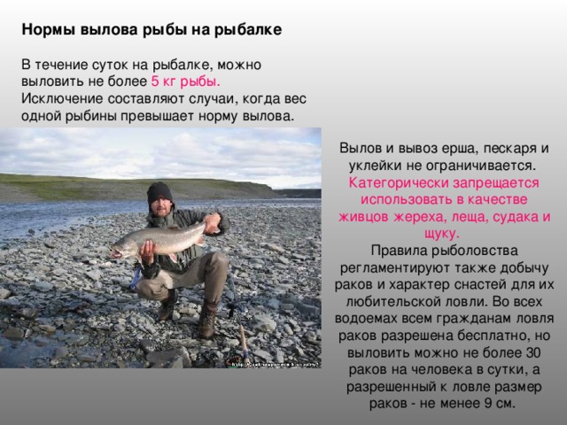 Нормы вылова рыбы на рыбалке 5 кг рыбы. Категорически запрещается использовать в качестве живцов жереха, леща, судака и щуку. 