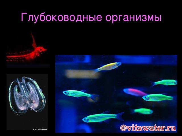 Глубоководные организмы 