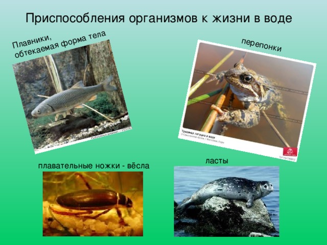 Приспособления организмов к жизни в воде 