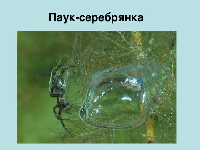 Паук-серебрянка 