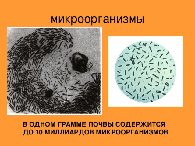 В ОДНОМ ГРАММЕ ПОЧВЫ СОДЕРЖИТСЯ ДО 10 МИЛЛИАРДОВ МИКРООРГАНИЗМОВ 