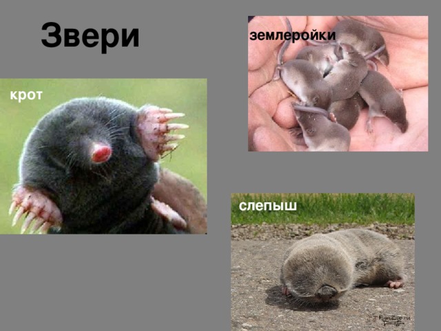 Звери землеройки крот слепыш 