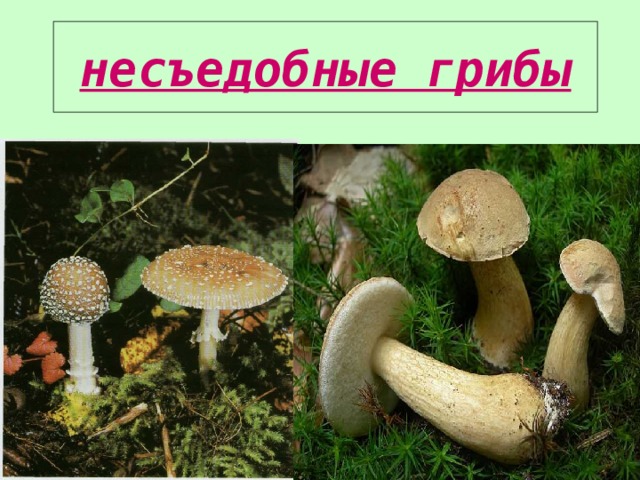 несъедобные грибы 