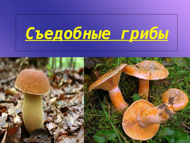 Съедобные грибы 